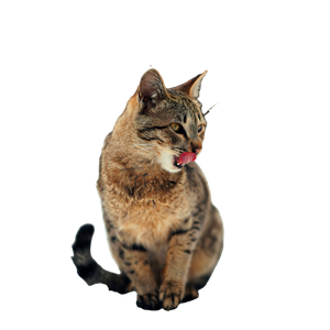 A Playful Tabby Cat With Its Tongue Out, Sitting In The Snow During Winter. 14131 - Cat PNG image with transparent background